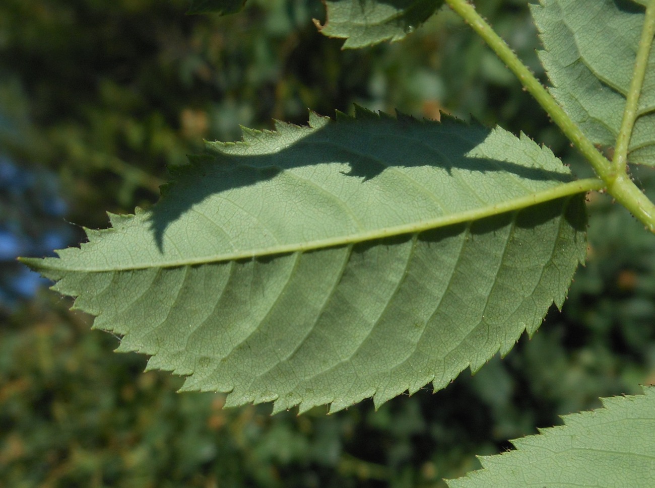 Rosa squarrosa / Rosa pustolosa